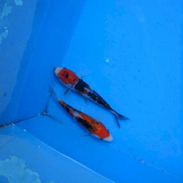 Duo Sanke Doitsu F1