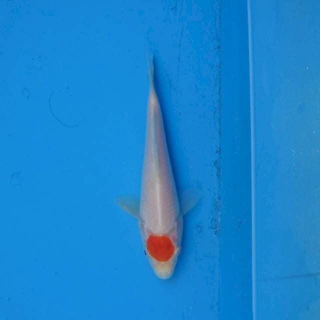 Tancho Kohaku Ori F1