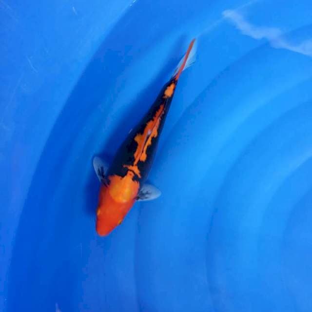 Benikumon hitam full
