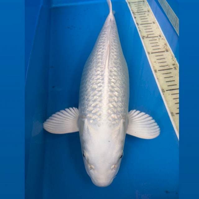 Platinum Ginrin 43Cm