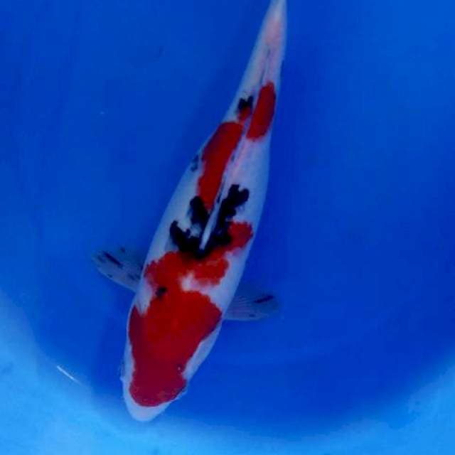 Sanke 29cm