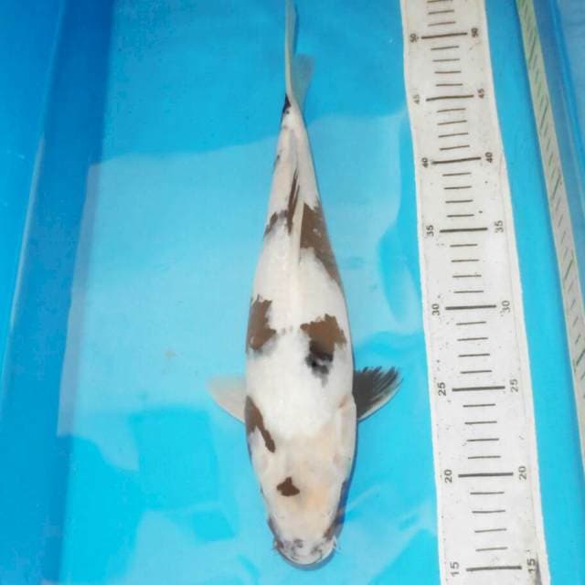 35cm SHIRO SALJU