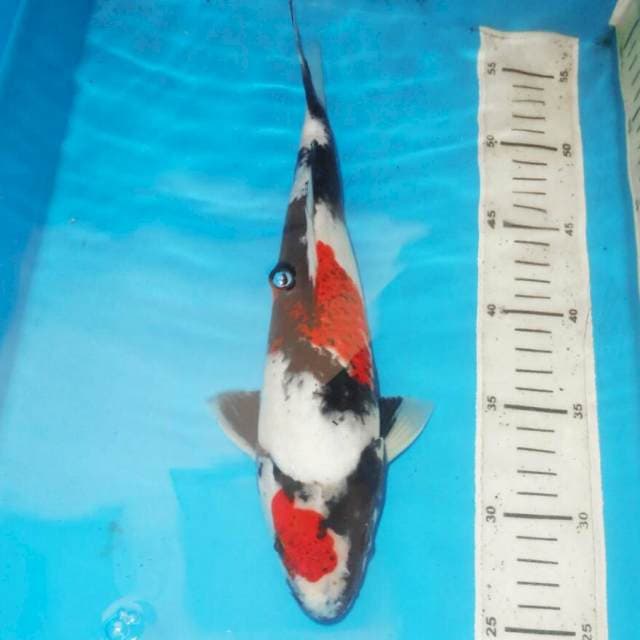 32cm KOROMO SHOWA ANTIK
