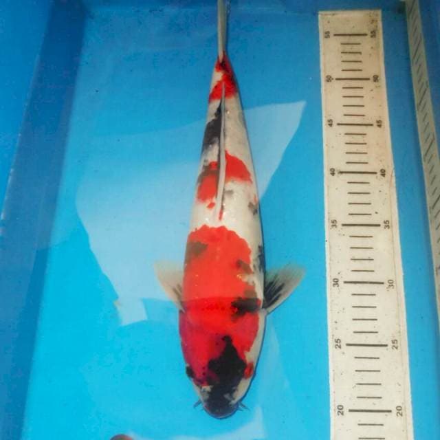 39cm KINDAI SHOWA MOTOGORO
