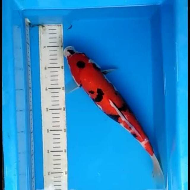 F1 Showa Sanshoku Hq 40cm