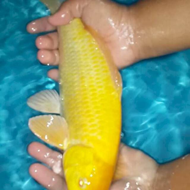 karasi mata merah 42 cm