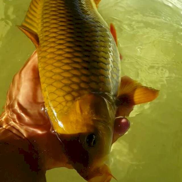 midori 38 cm