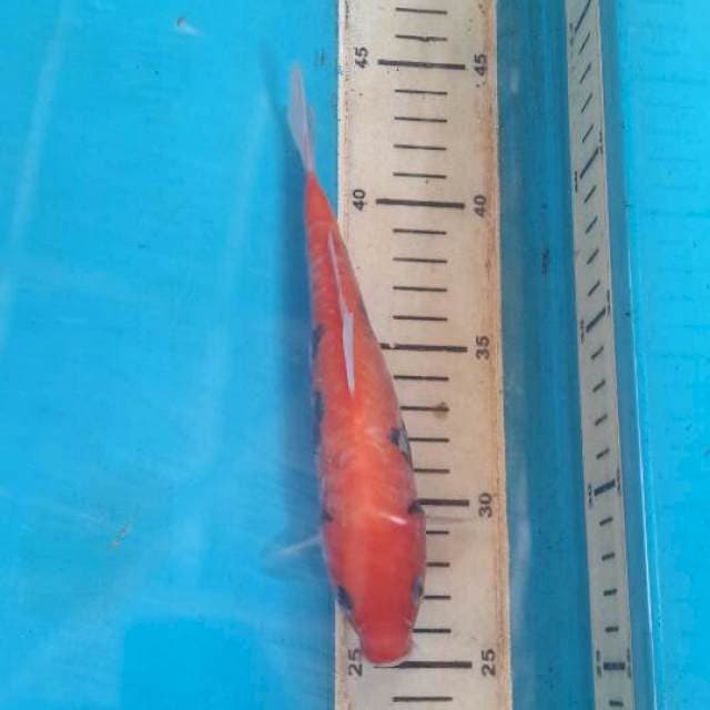 benikumon 18 cm