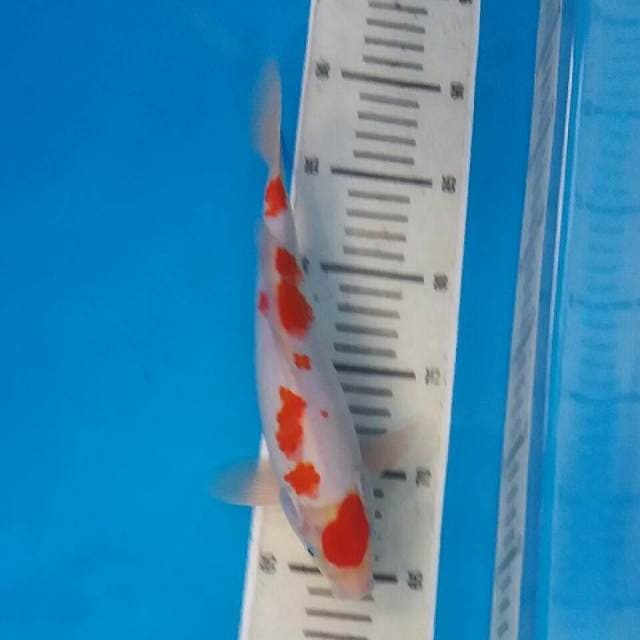 Kohaku maruten