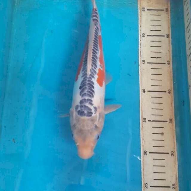 hana susui 31 cm
