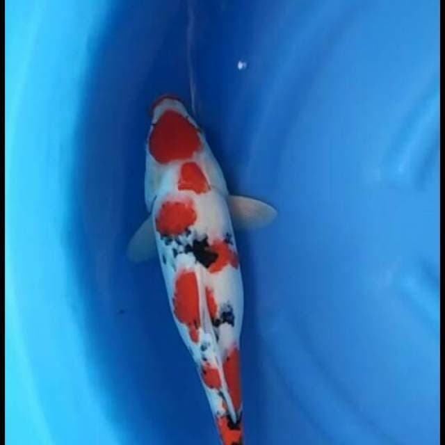 F1 Maruten Sanke Jumbo 40cm