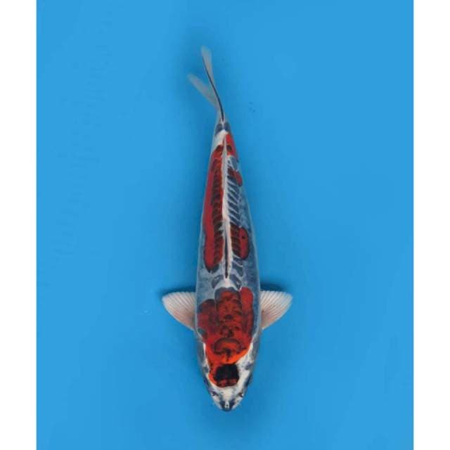 SQ Beni Kinkokryu , 38cm