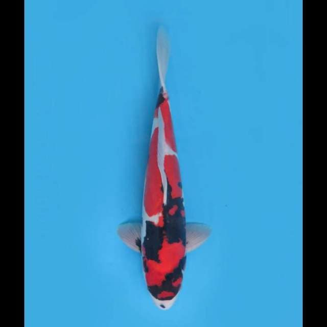 Deep Red Showa Doitsu - 39cm Male