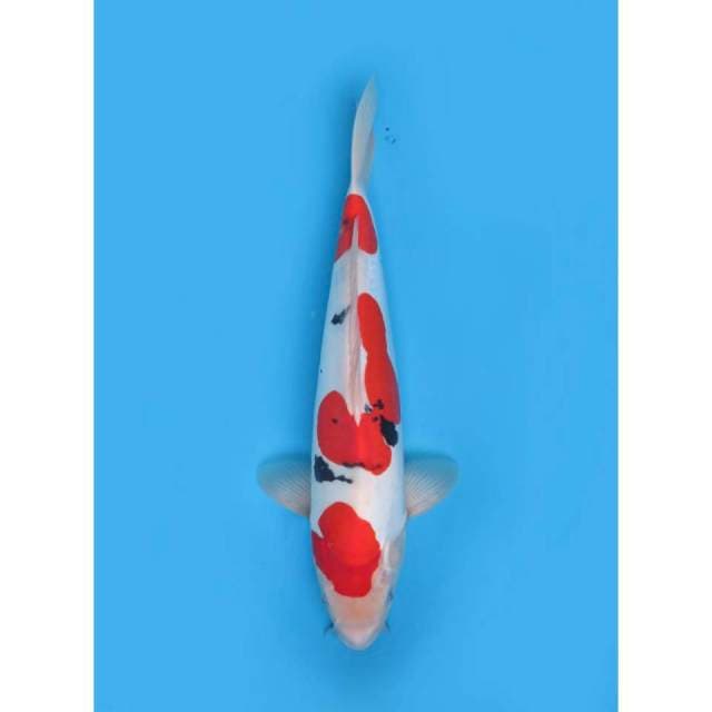 Sandan Sanke Doitsu SQ, 39cm