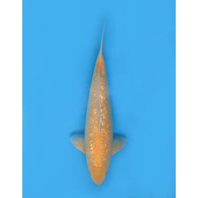 Karasi Ginrin Bully, 42cm