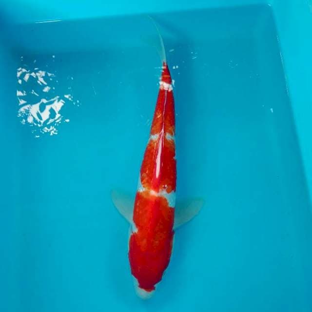 Kohaku ginrin 4 step 31 cm