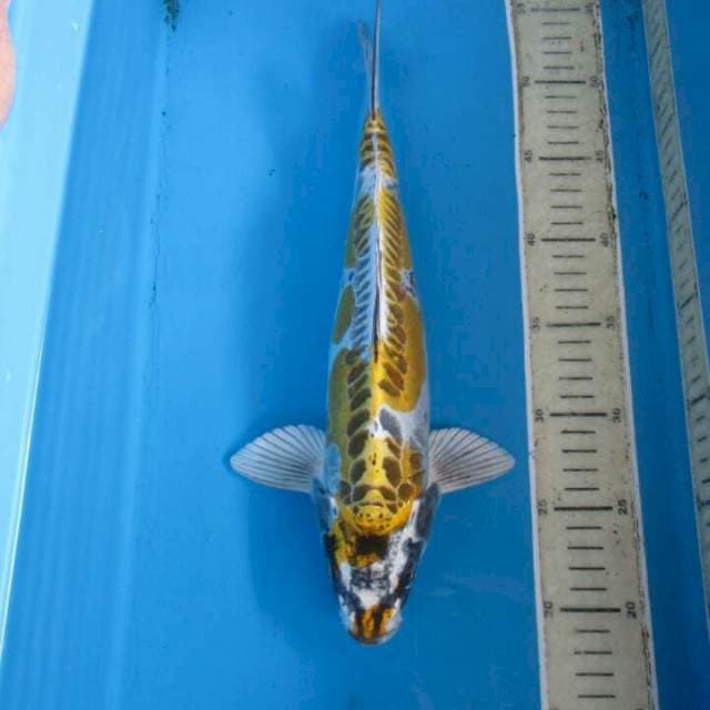 Pratama35cm