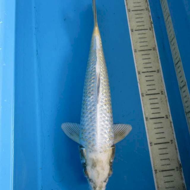 Pratama40cm