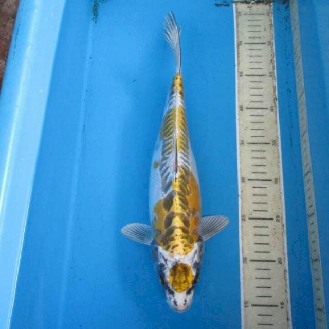 Pratama37cm