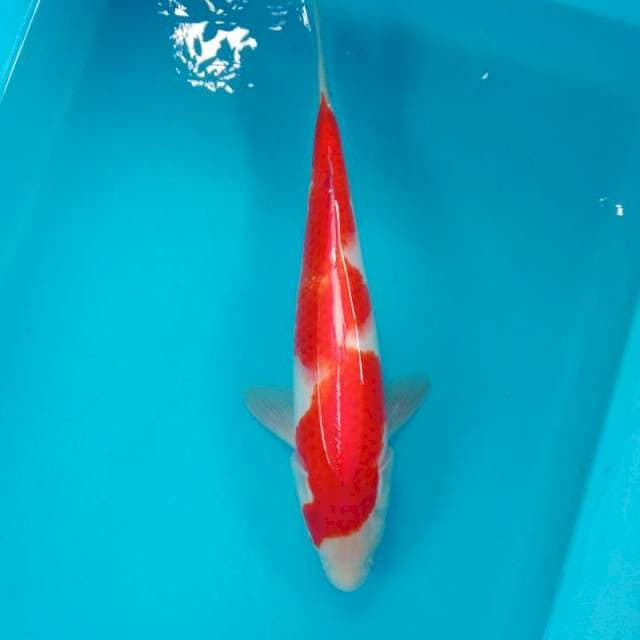 Kohaku inazuma 28 cm