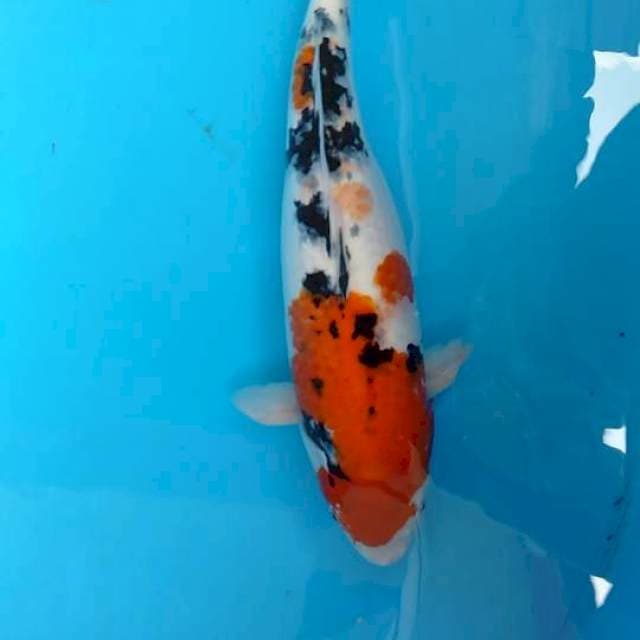 Indukan sanke femal 50cm