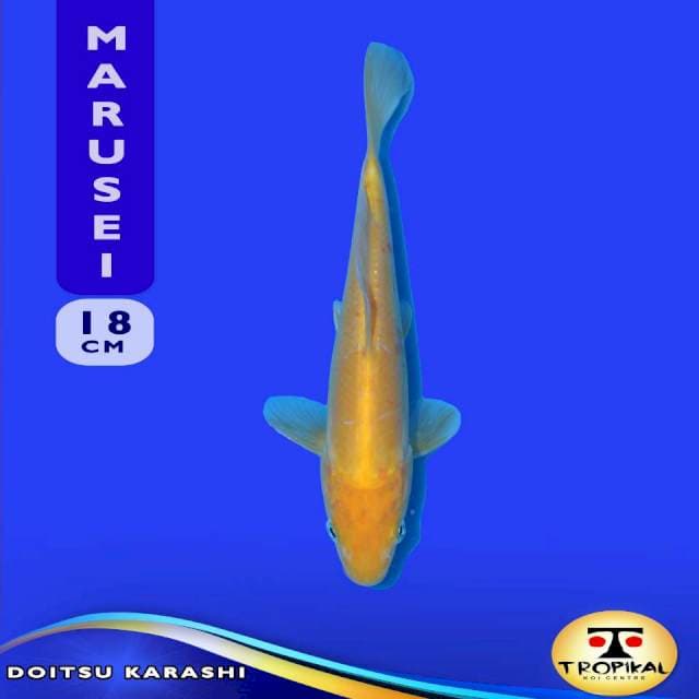 Doitsu Karashi (Marusei Farm) 18cm. Import & Breeder Sertifikat
