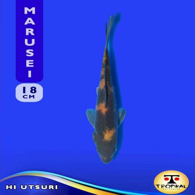 Hi Utsuri (Marusei Farm) 18cm. Import & Breeder Sertifikat