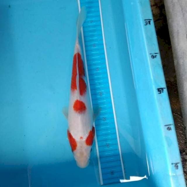 Sanke antik berkaca mata
