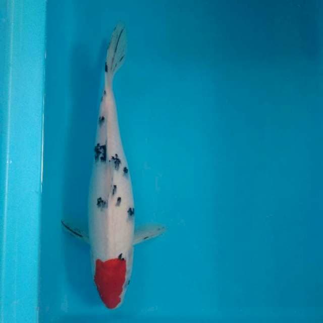 Tancho Sanke 30 CM