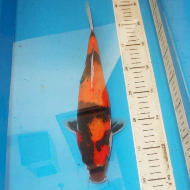 35cm HI SHOWA MOTOGORO