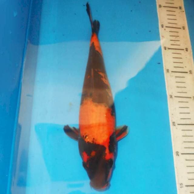 32cm HI UTSURI