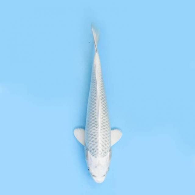 Near Koi - Platinum ? 34cm
