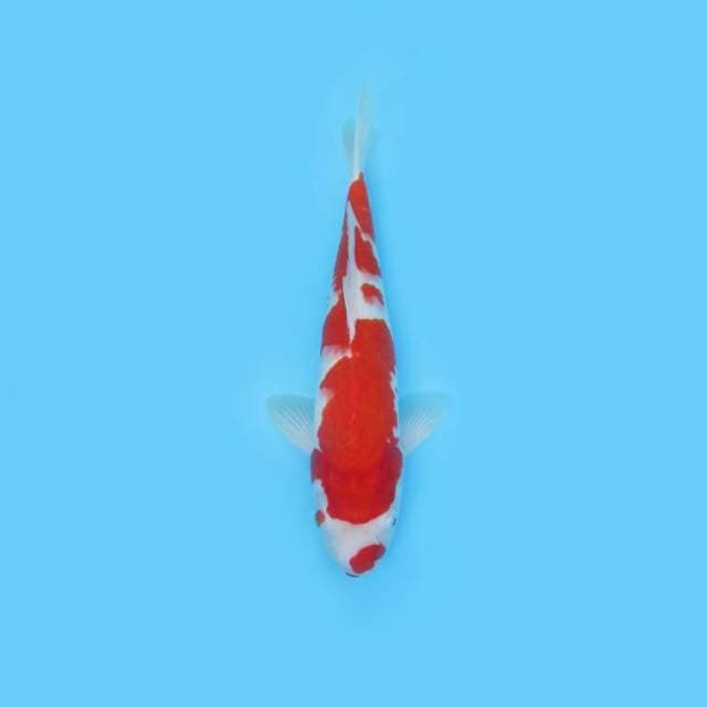 Near Koi - Kohaku Kuchibeni ? 36cm