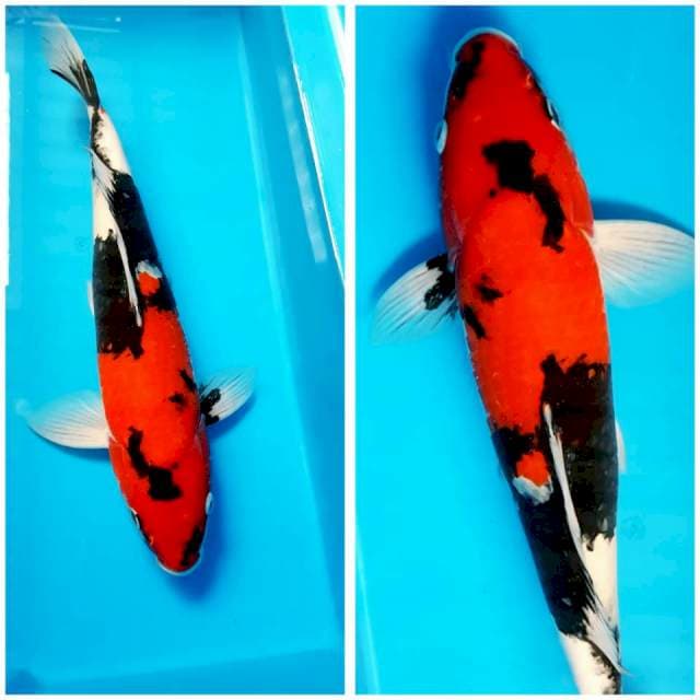 SHOWA 40cm MALE