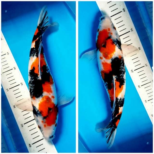SHOWA 38cm FEMALE