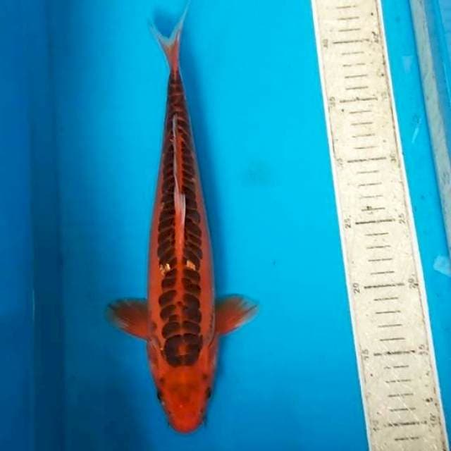 Shisui merah 32cm