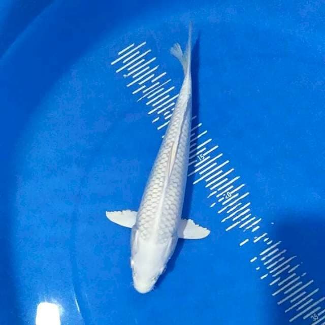 Platinum 27 cm