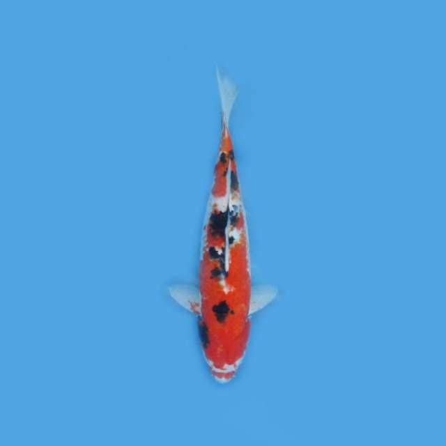 Near Koi - Showa ? 35cm