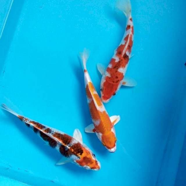 Mix koi