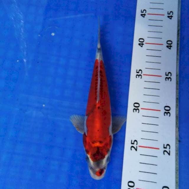 Red kikokuryu original
