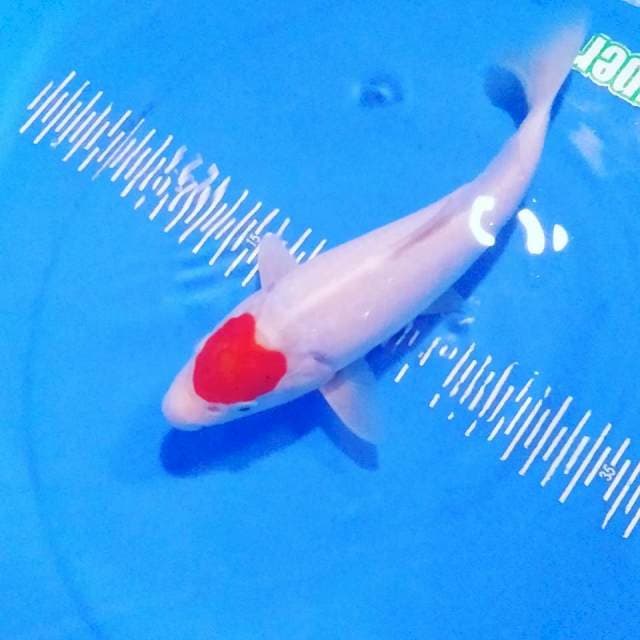 Tancho 30cm