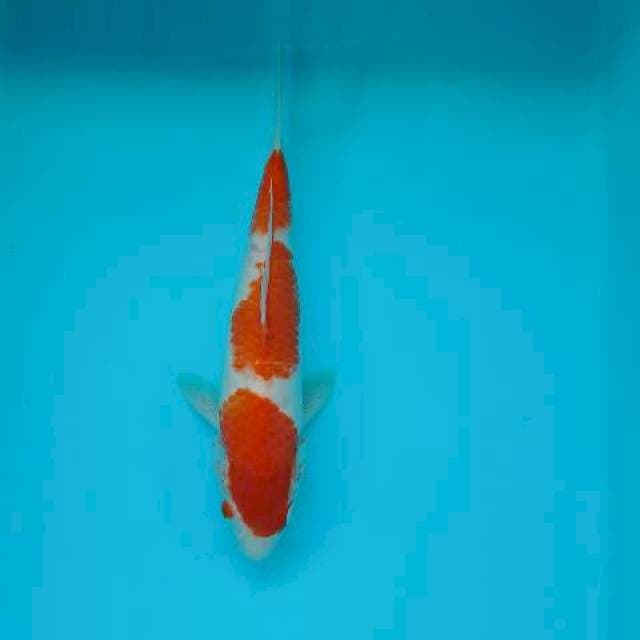 KOHAKU 24 CM