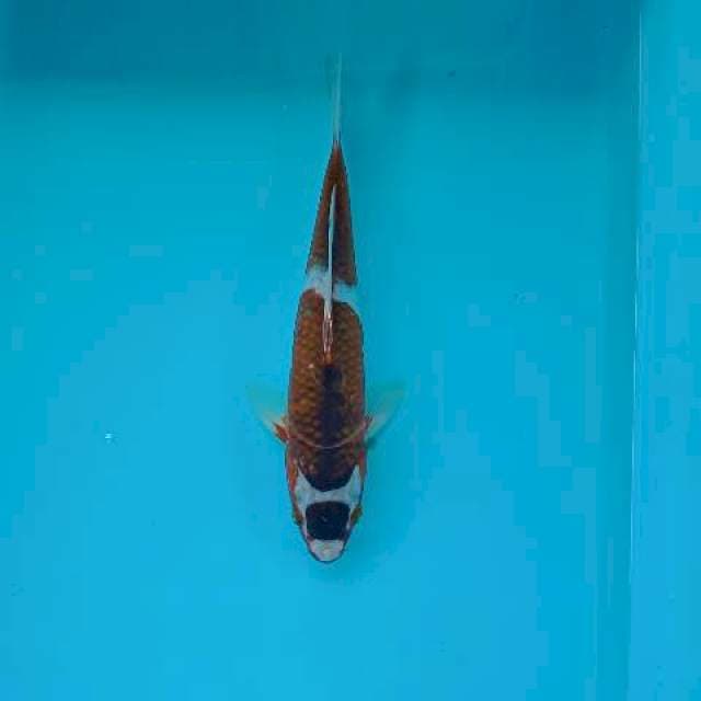 GOSHIKI 25 CM