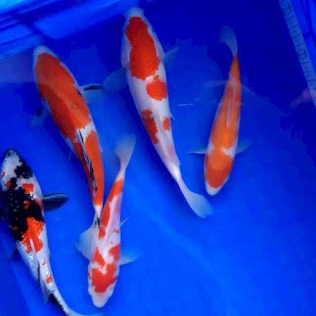 MIX KOI ORI SEMUA