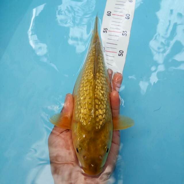 Ginrin bully*27cm