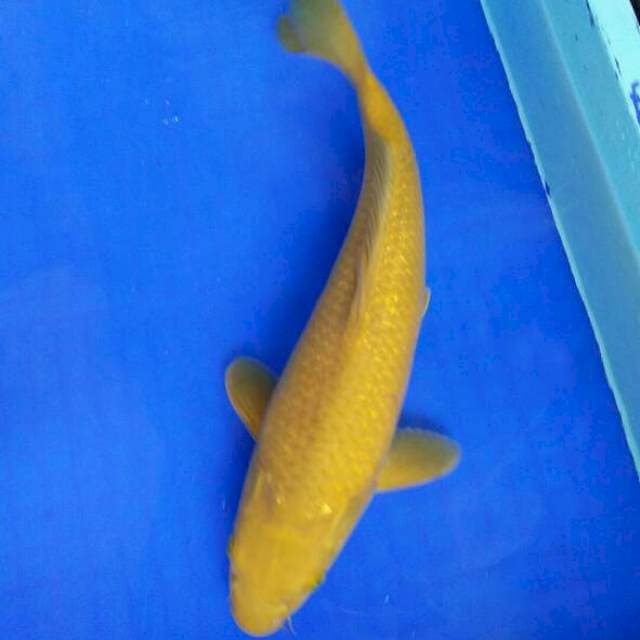 ๐ธ MIDORIGOI 35cm