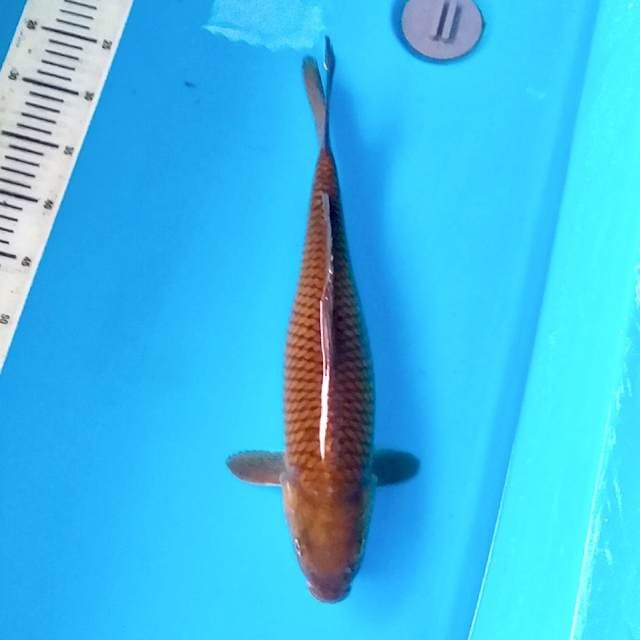 Chagoi si penjinak kolam 44cm