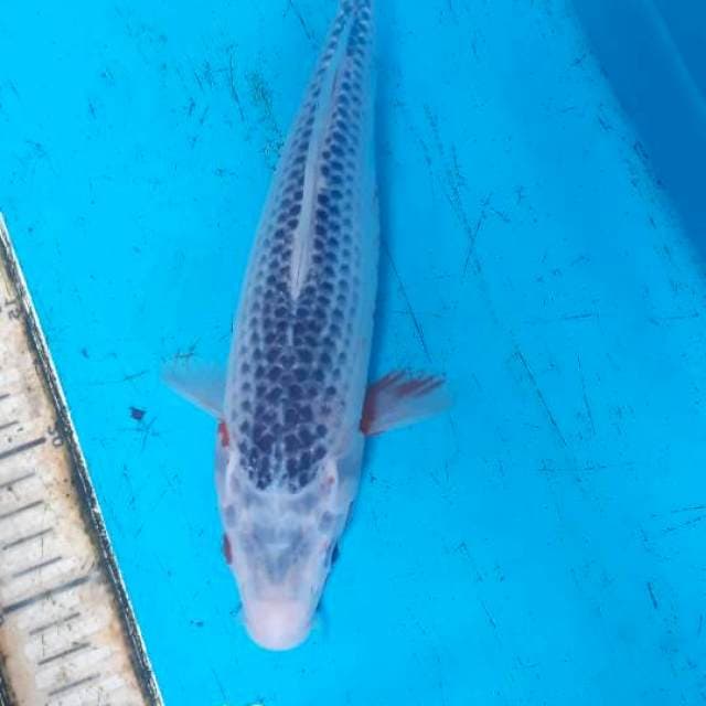Asagi 29 cm