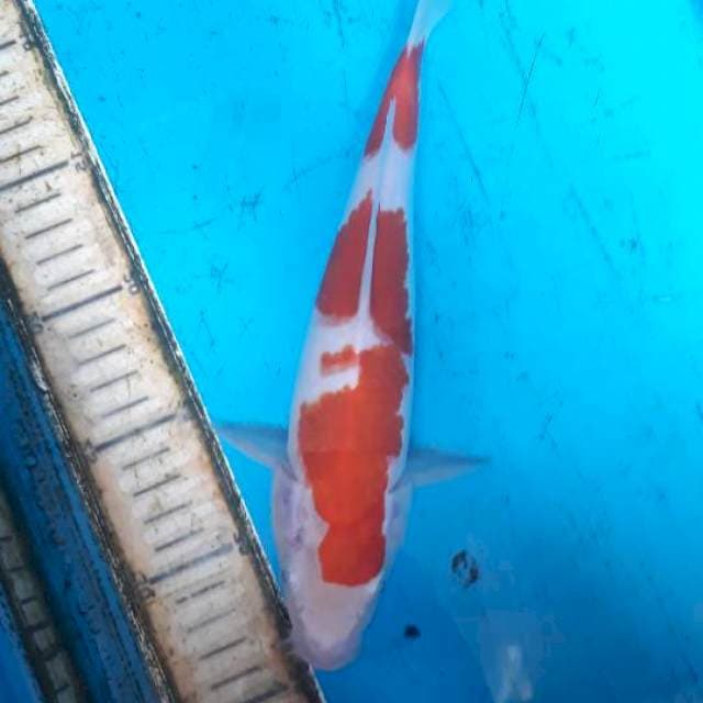 Kohaku 26 cm