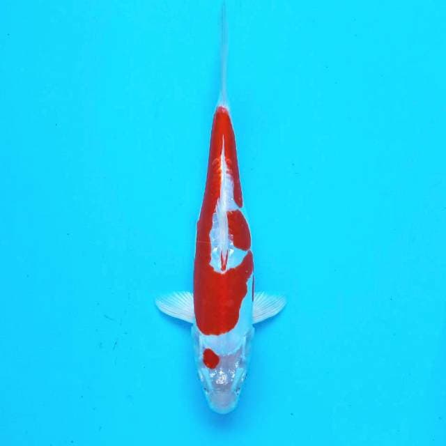 3. Kikushui Cantik || 27 cm